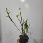 Dendrobium bullenianum
