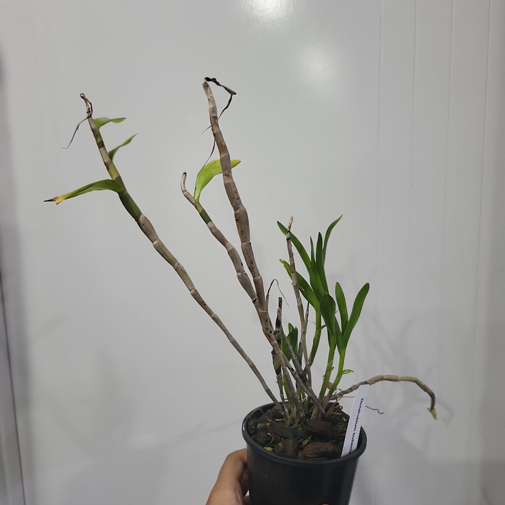 Dendrobium bullenianum