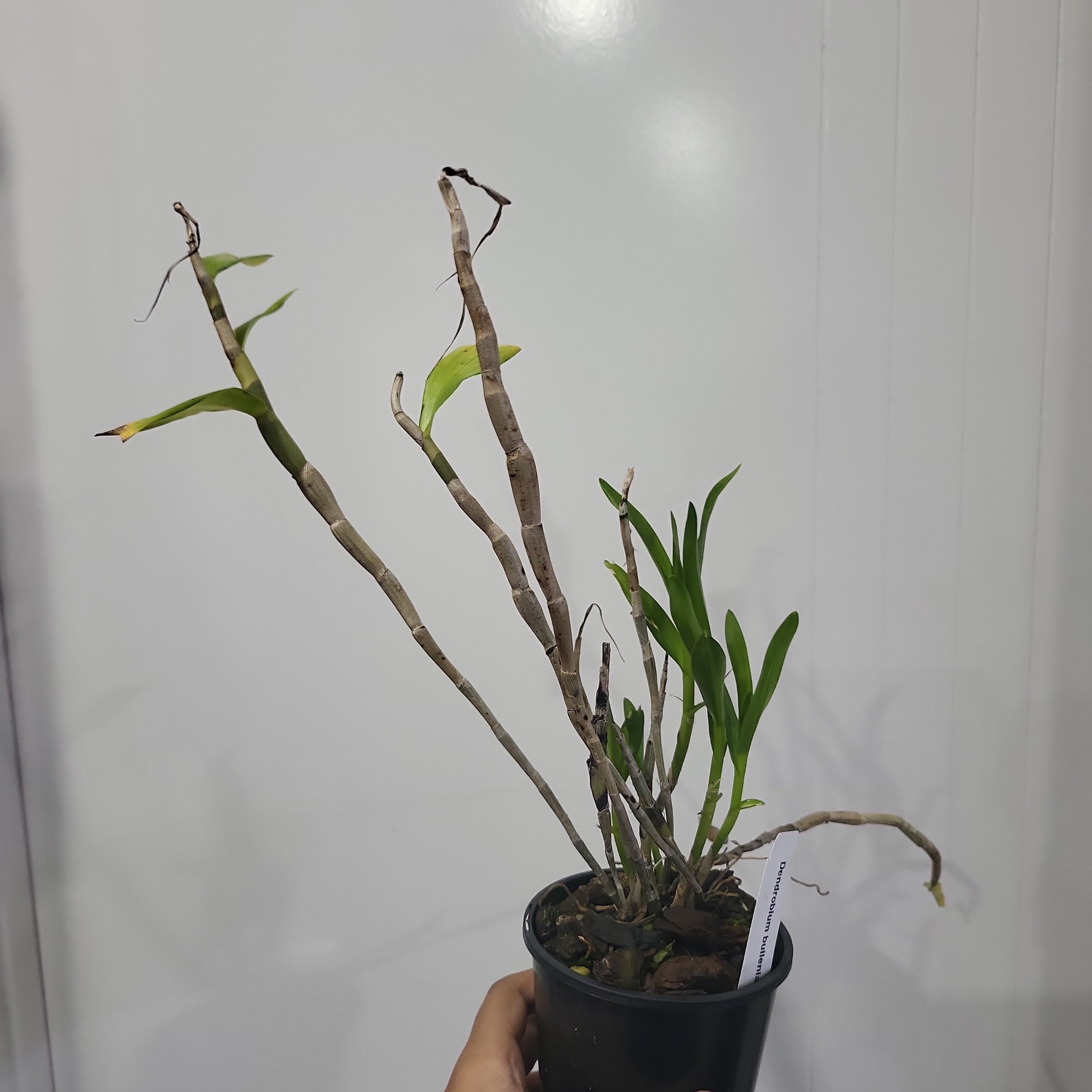 Dendrobium bullenianum