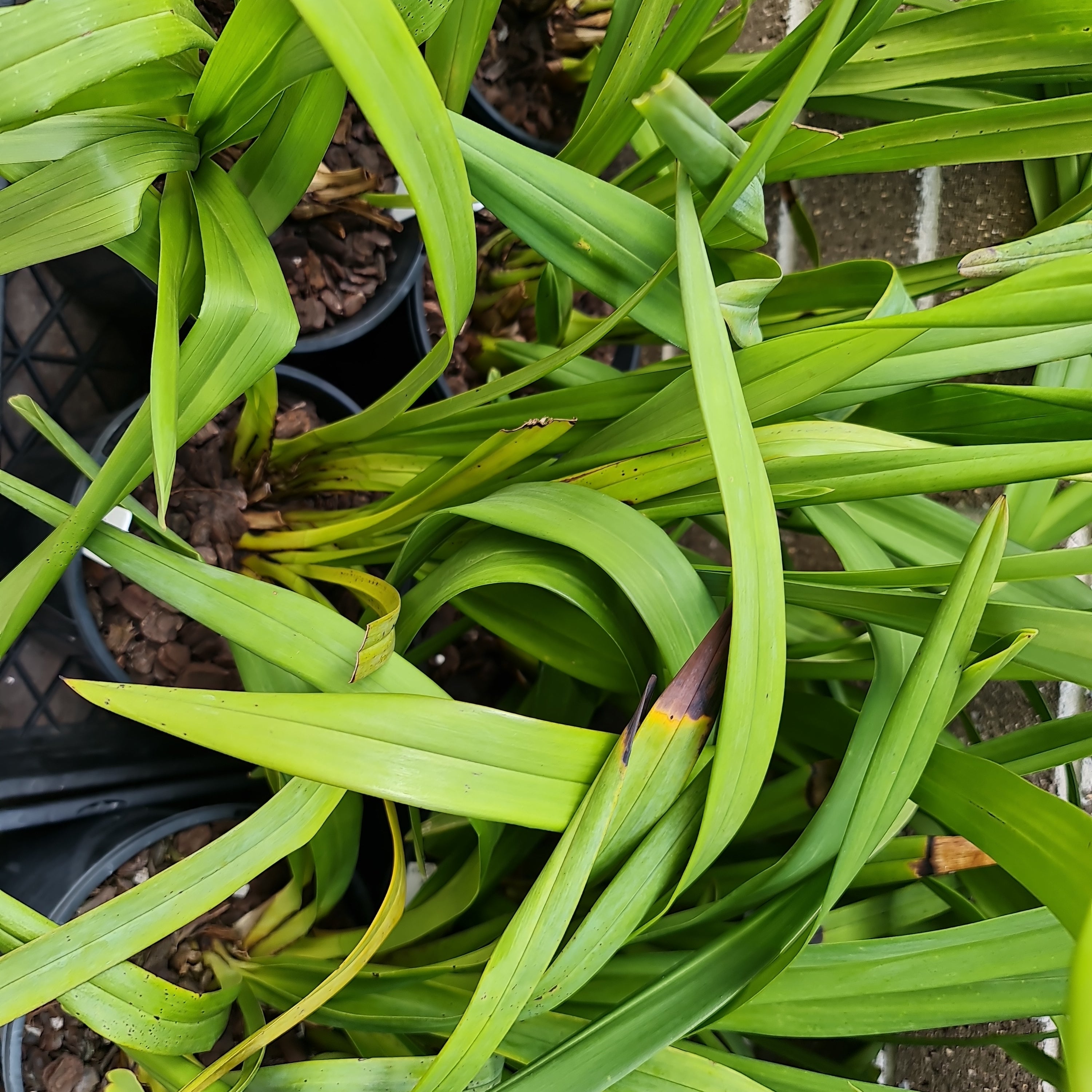Cym. Rocky Creek 'Gotcha' (MERICLONE) Secondary image