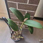 C. amethystoglossa ‘Camino Real’ x H&R Supreme AM/AOS