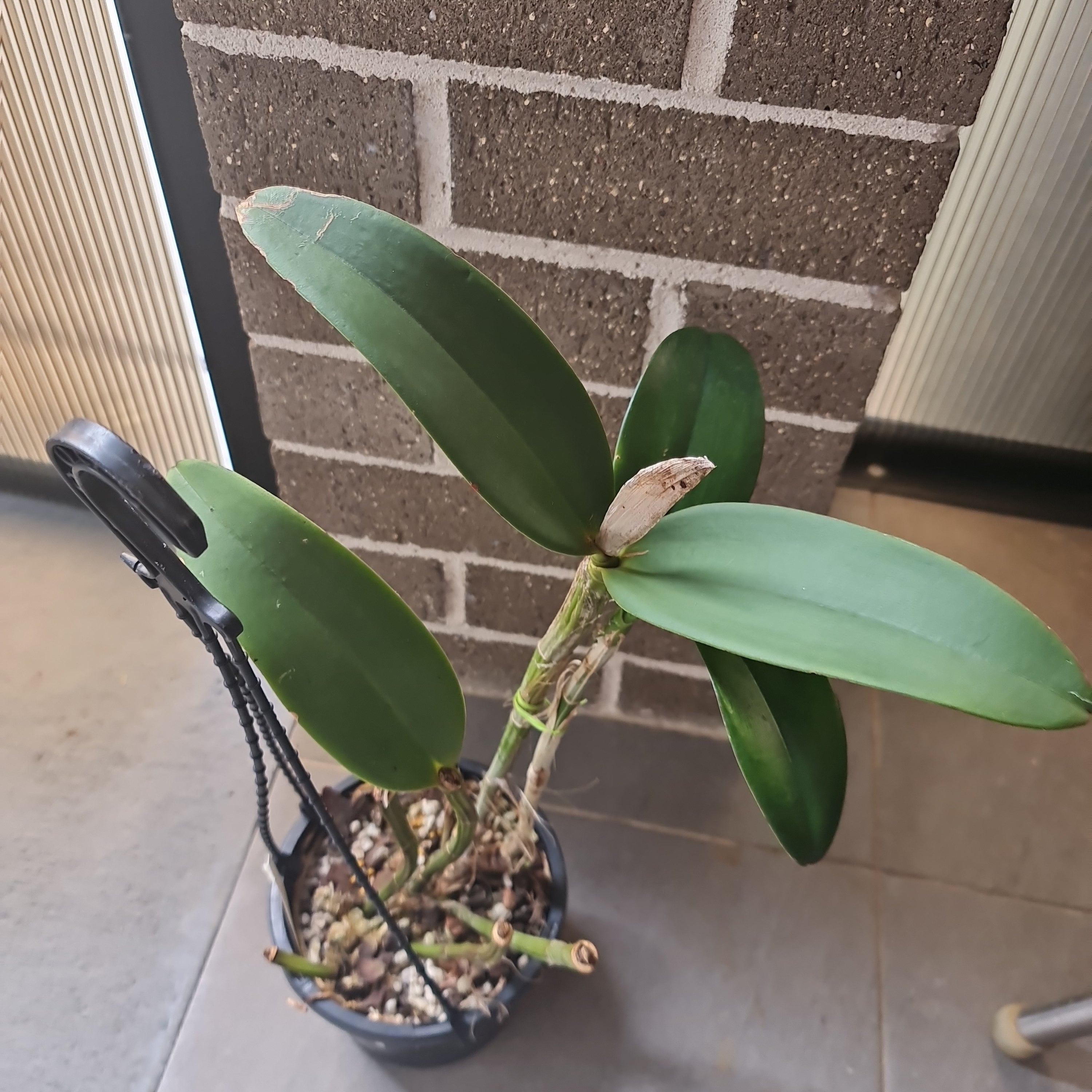 C. amethystoglossa ‘Camino Real’ x H&R Supreme AM/AOS