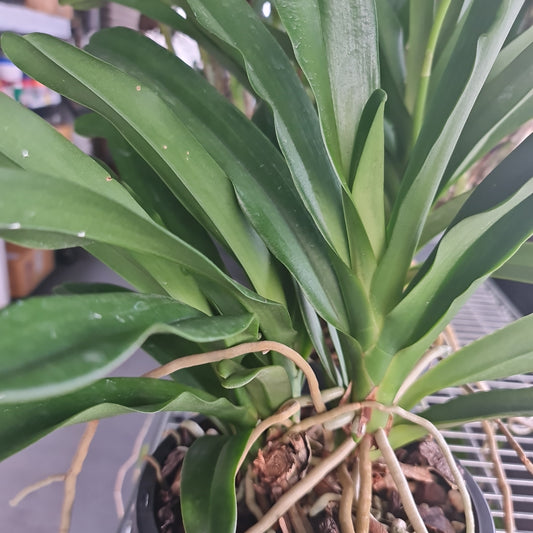 Angraecum Eburneum (Fragrant Species) Big Mature Size