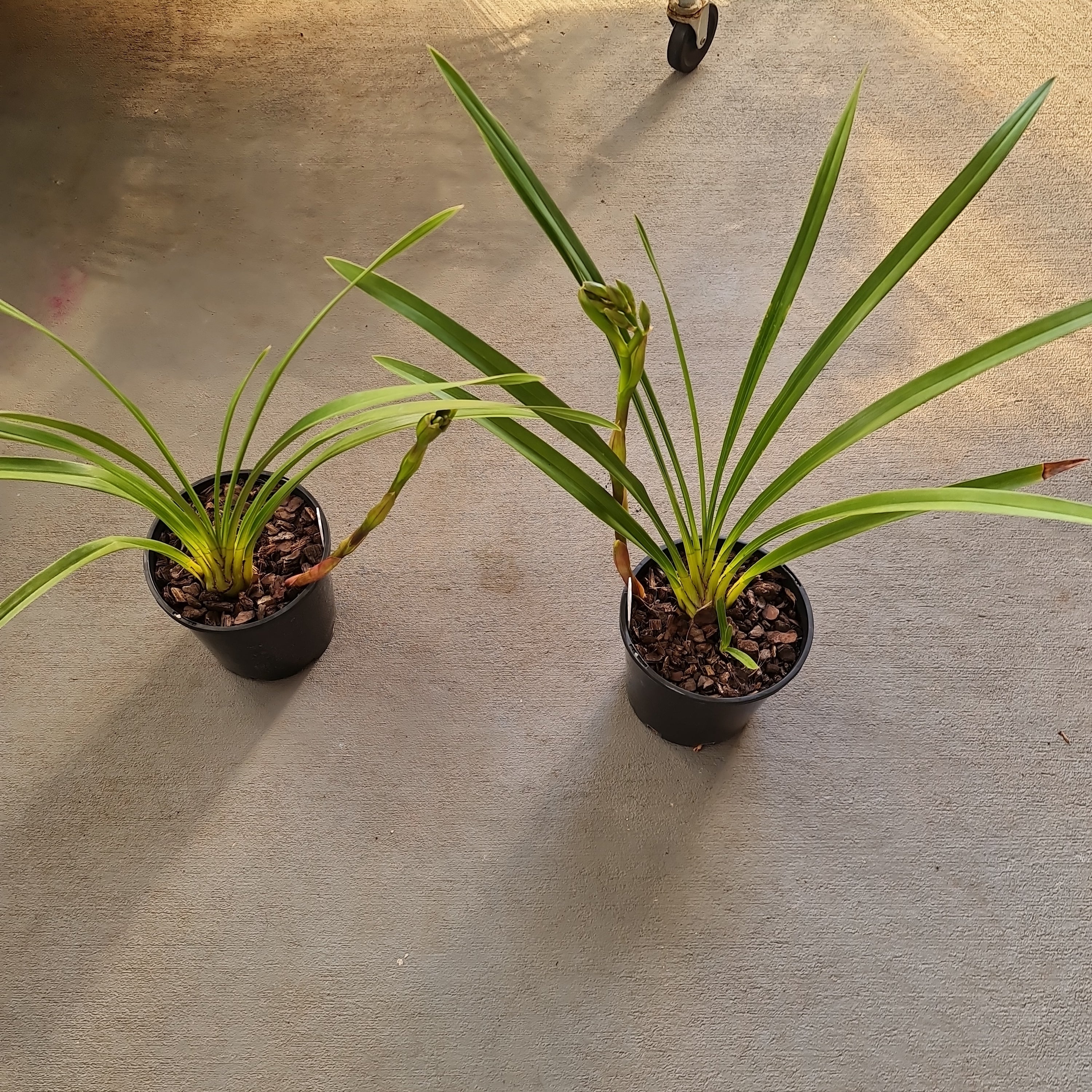 ( Peloric) Cymbidium Rothesy 'Butterfly' (IN FLOWER BUDS NOW)