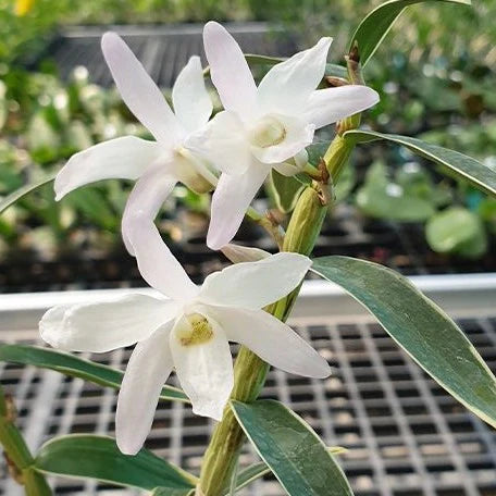 Dendrobium moniliforme Hakutsuru 白鶴 (Variegated Mericlone) Main image