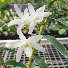 Dendrobium moniliforme Hakutsuru 白鶴 (Variegated Mericlone)