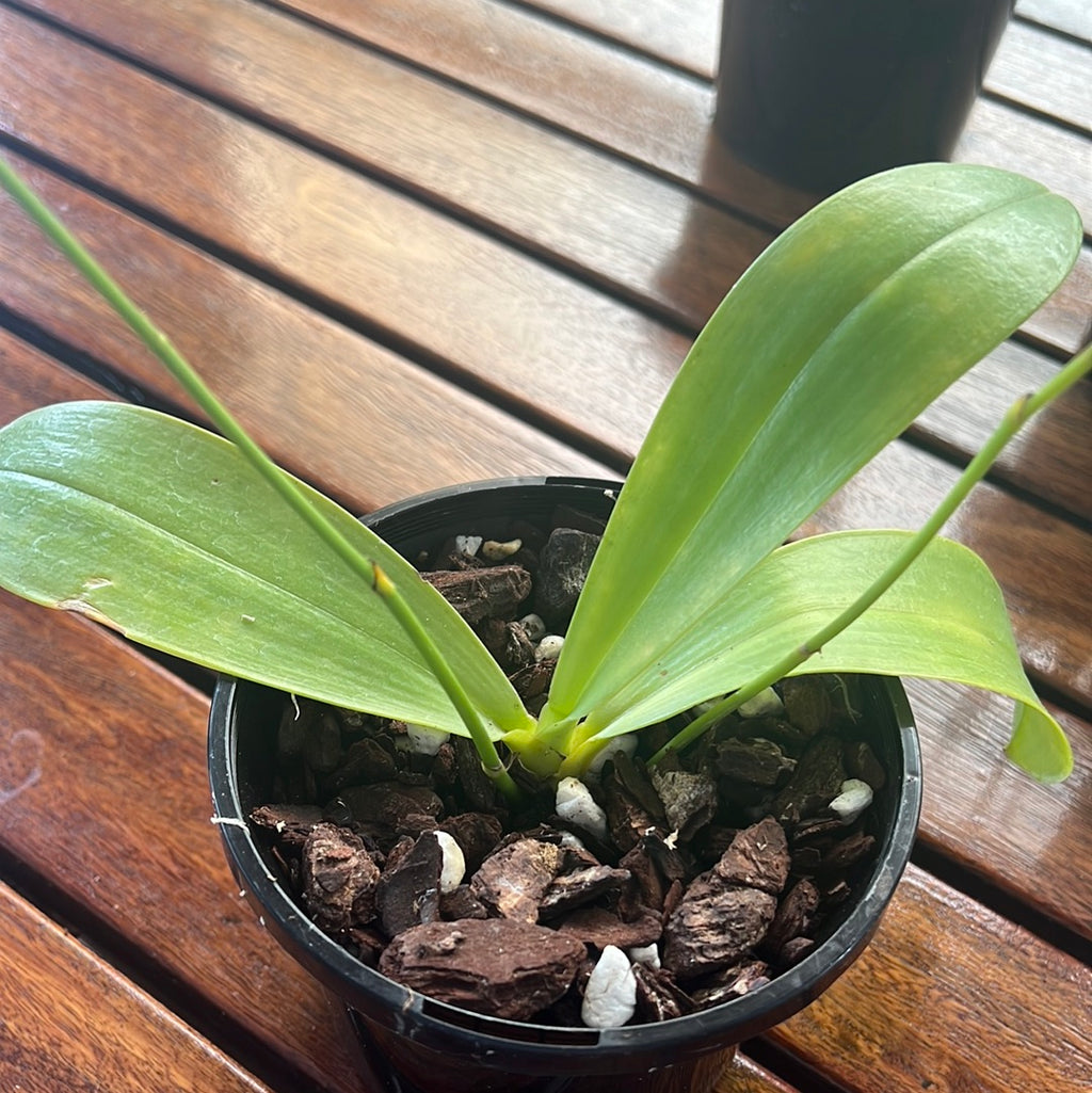 Phalaenopsis violacea x bellina