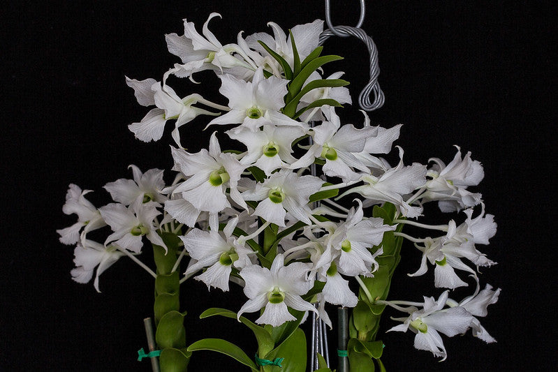 Dendrobium sanderae var. luzonicum (Rare species) Main image