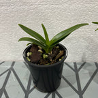 Renanthera philippinensis x Rhyncostylis coelestis