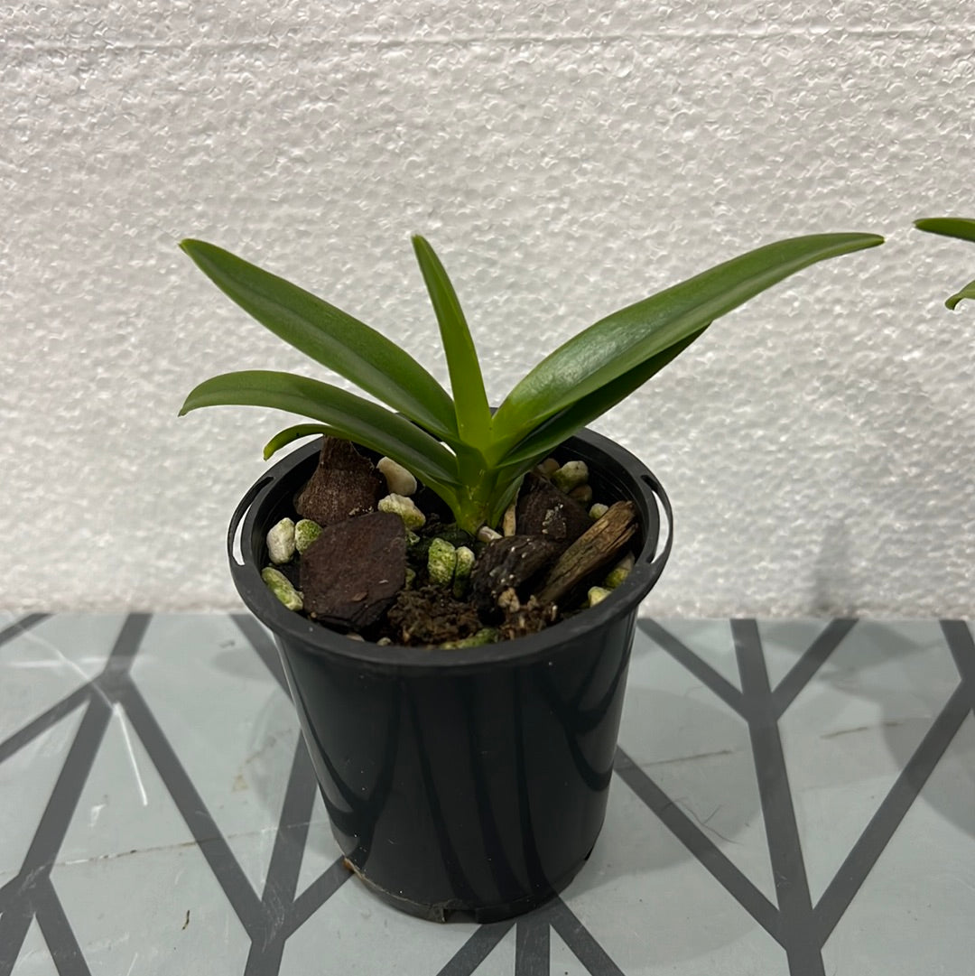 Renanthera philippinensis x Rhyncostylis coelestis