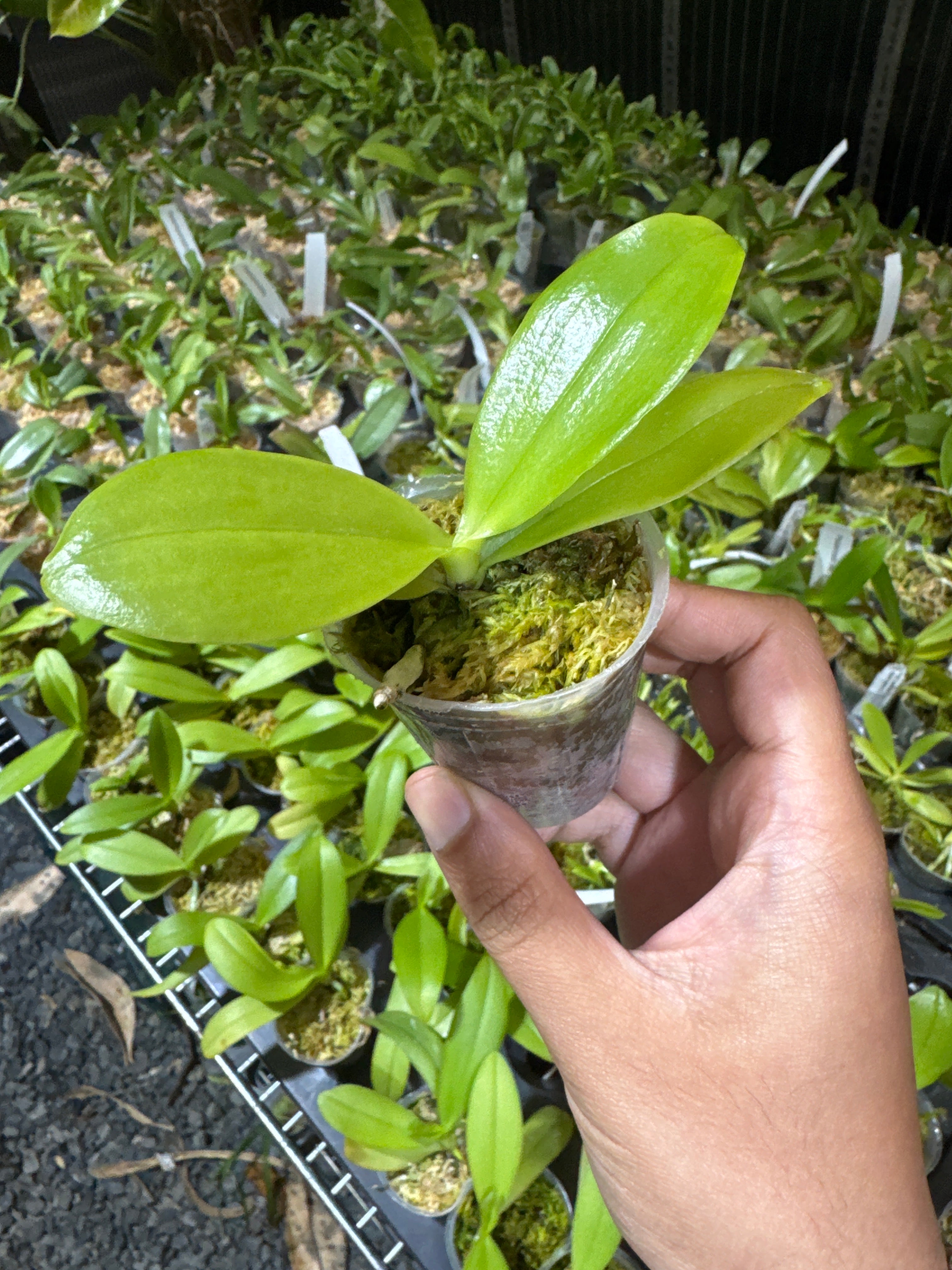 Phalaenopsis violacea ‘Sixteen Pink’ (Fragrant Species - Mericlone) Secondary image