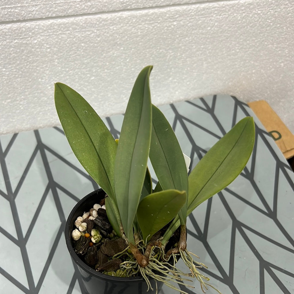 Bulbophyllum blaoense (Rare Species)