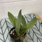Bulbophyllum blaoense (Rare Species)