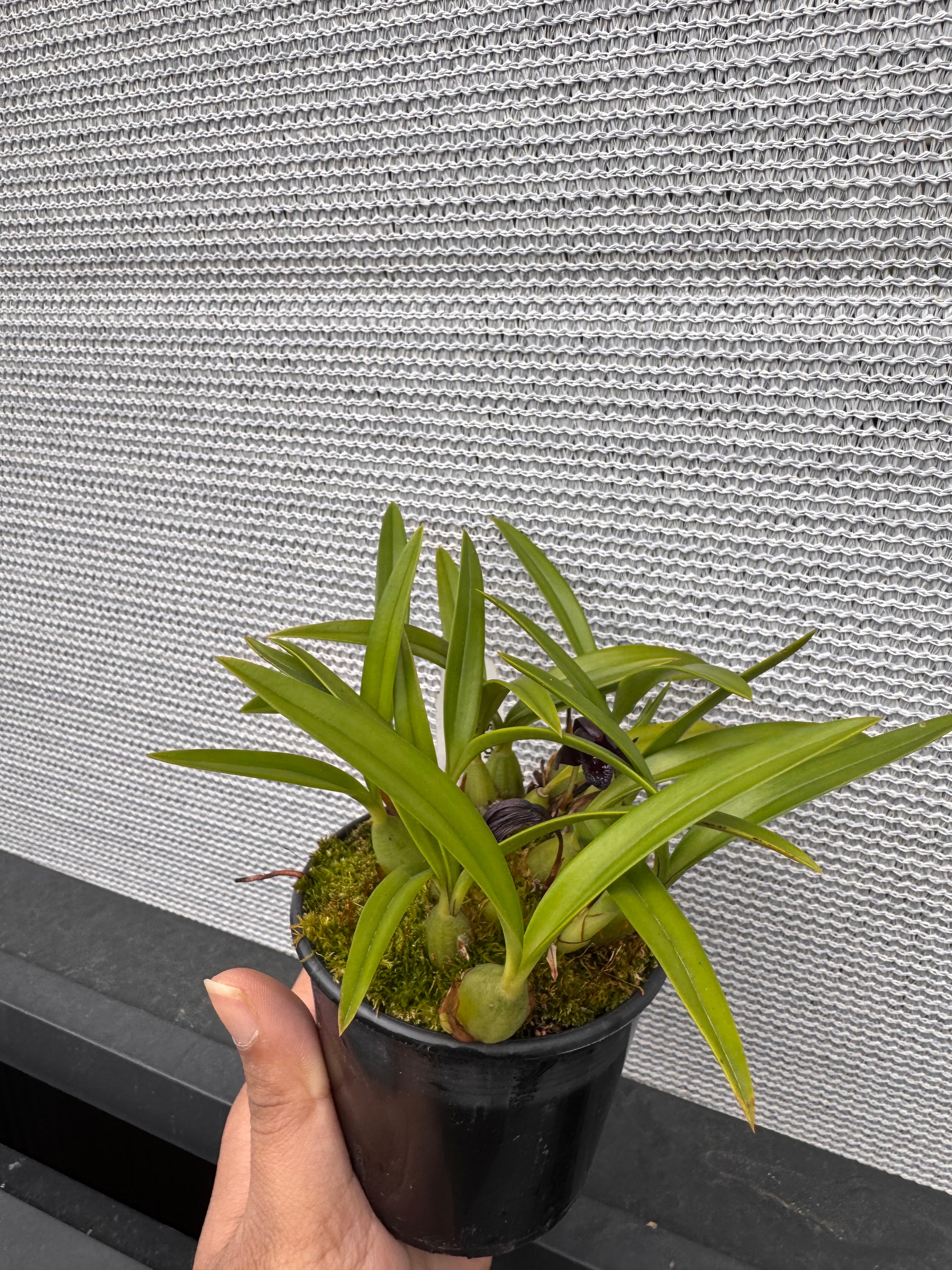 Brasiliorchis schunkeana Secondary image