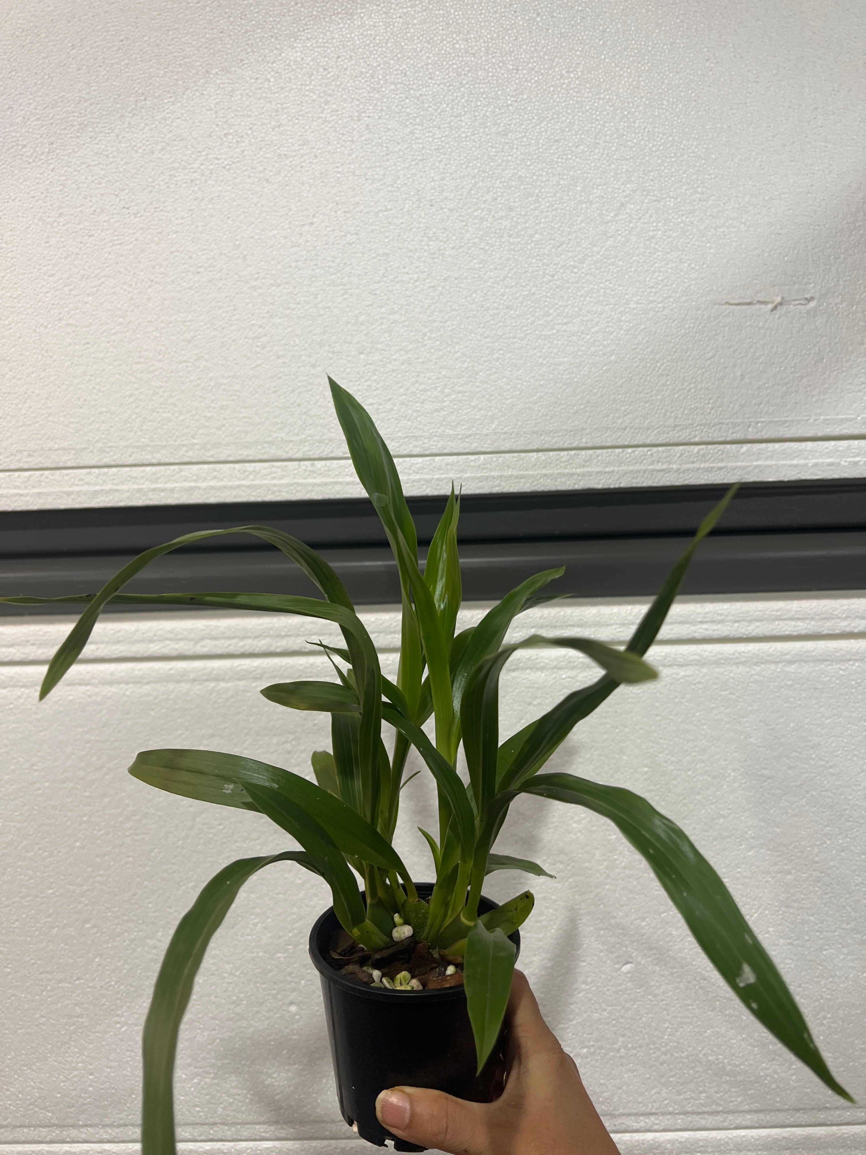 Zygopetalum Jumpin Jack (Skippy Ku x Artur Elle) Fragrant Secondary image