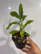 Chysis bractescens (Rare Fragrant Species)