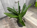 Angraecum Eburneum ( Multiple plants)