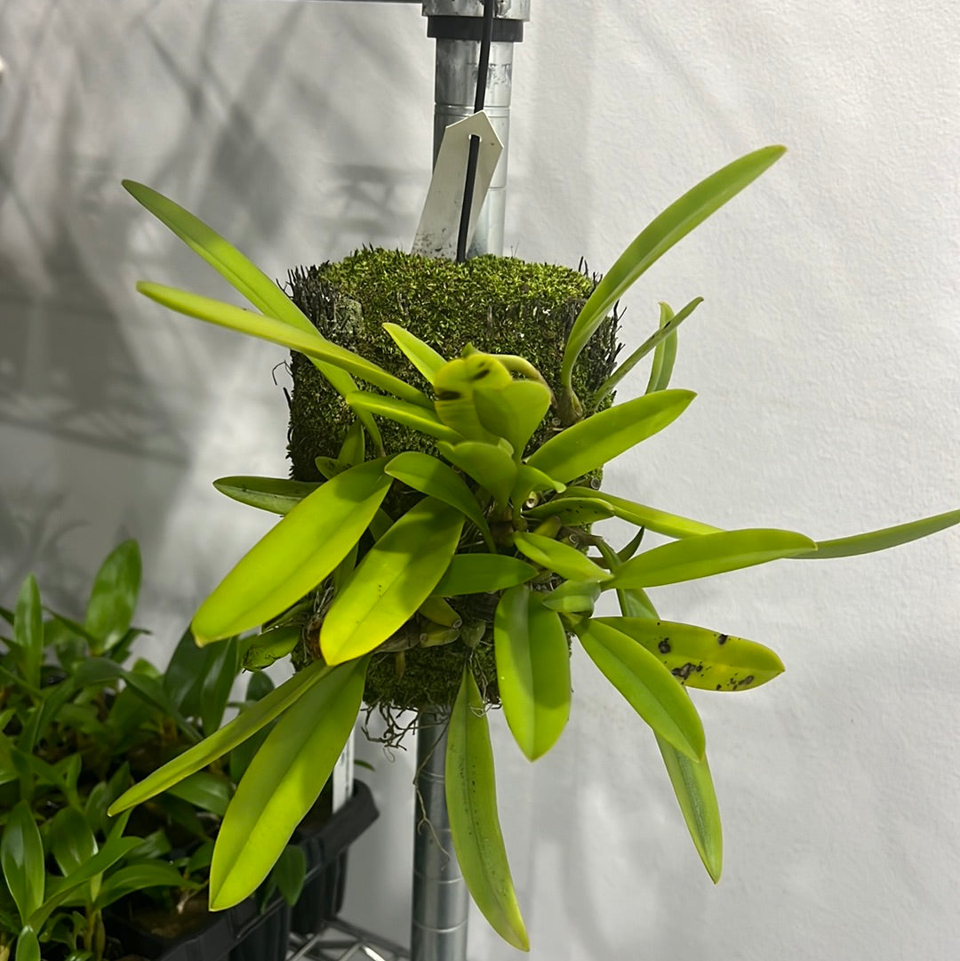 Bulbophyllum corolliferum 'Red' (syn. Cirrhopetalum curtisii)