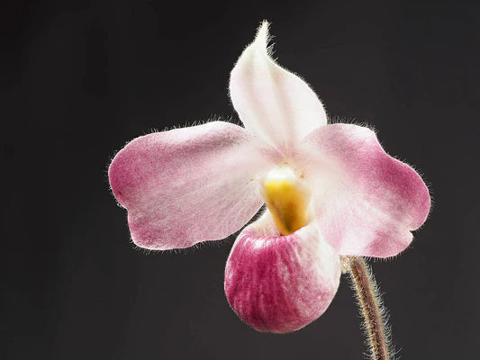 Paphiopedilum vietnamense ('Dark Force' x 'Cyclopse')
