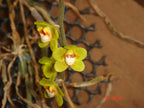 Chiloschista parishii (Rare Leafless Species) IN SPIKE