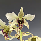 Dendrobium Roy Tokunaga ‘Geoff’ (atroviolaceum x johnsoniae)