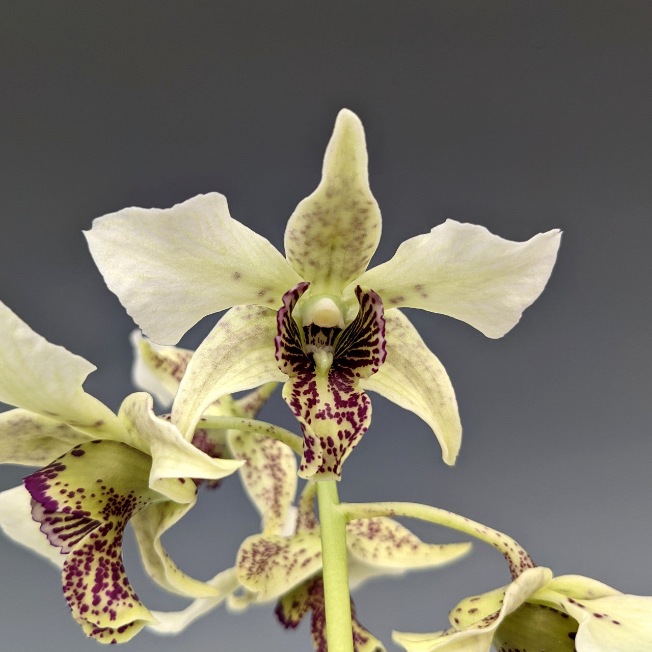 Dendrobium Roy Tokunaga ‘Geoff’ (atroviolaceum x johnsoniae)