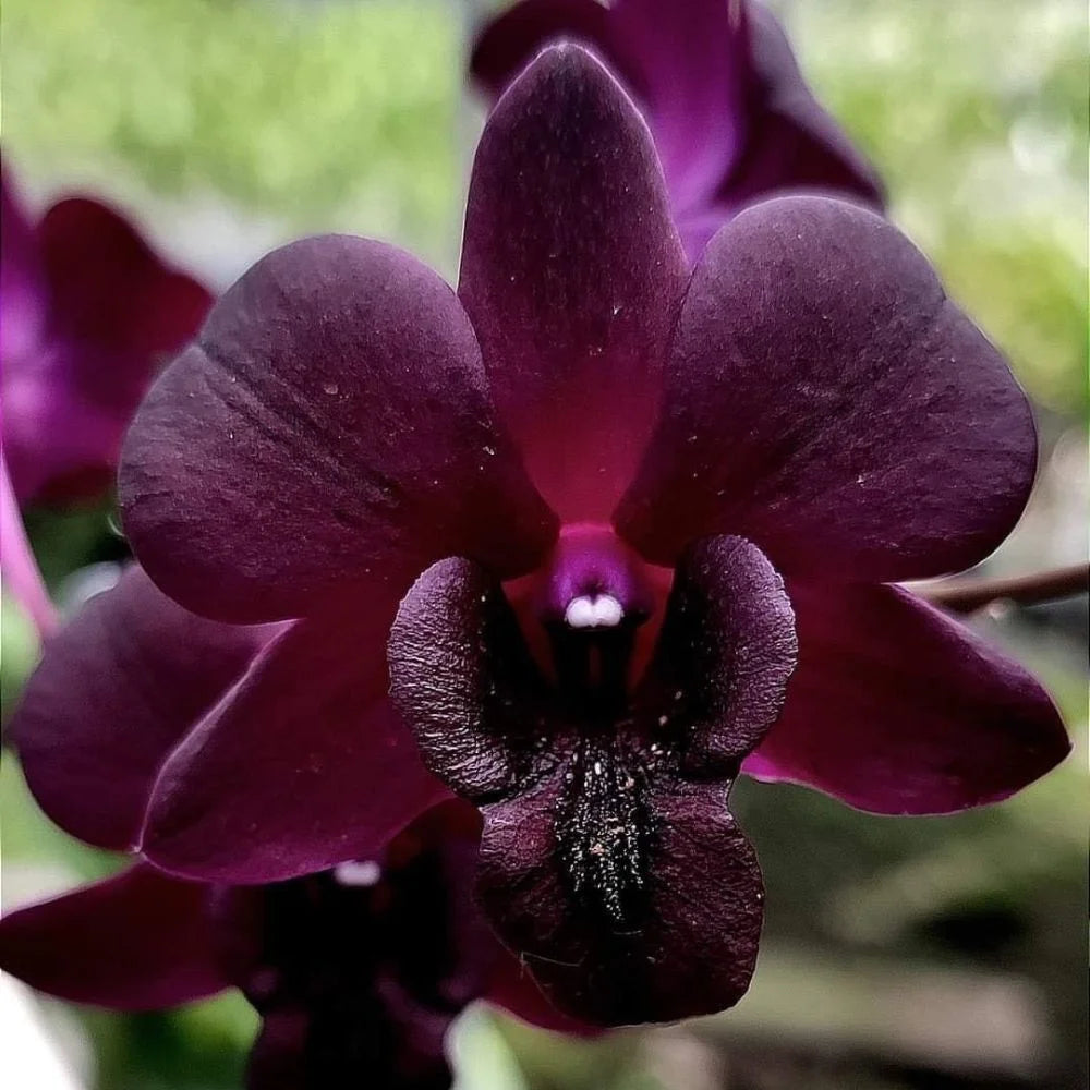 Dendrobium Airy Crimson (Mericlone) Main image