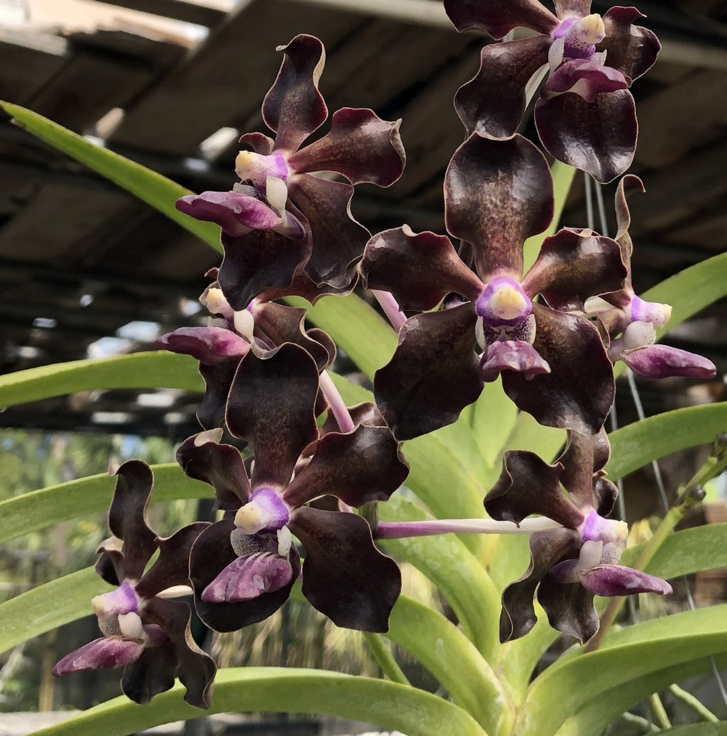 V. Greg Scott (V. merrillii x V. tessellata)