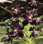 V. Greg Scott (V. merrillii x V. tessellata)