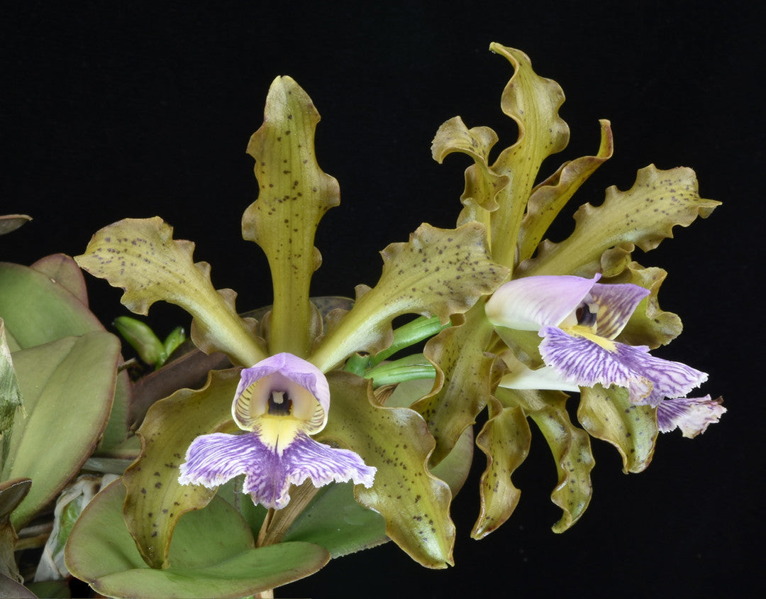 Cattleya schilleriana var. coerulea (Flask - Conical, ex Taiwan) Main image