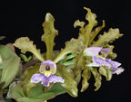 Cattleya schilleriana var. coerulea (Flask - Conical, ex Taiwan)