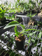 Dendrobium alexandrae (Latourea)