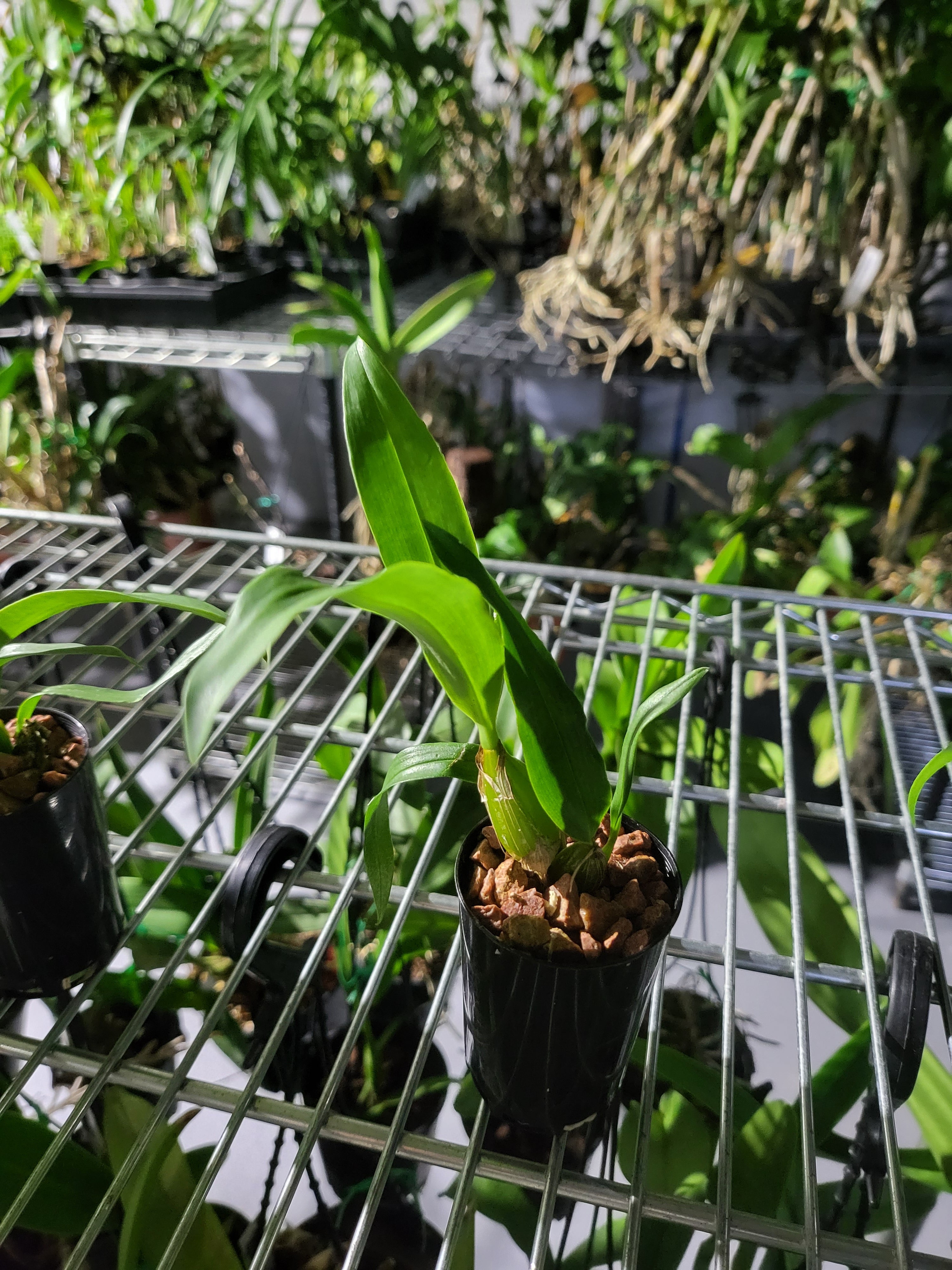 Dendrobium alexandrae (Latourea) Secondary image