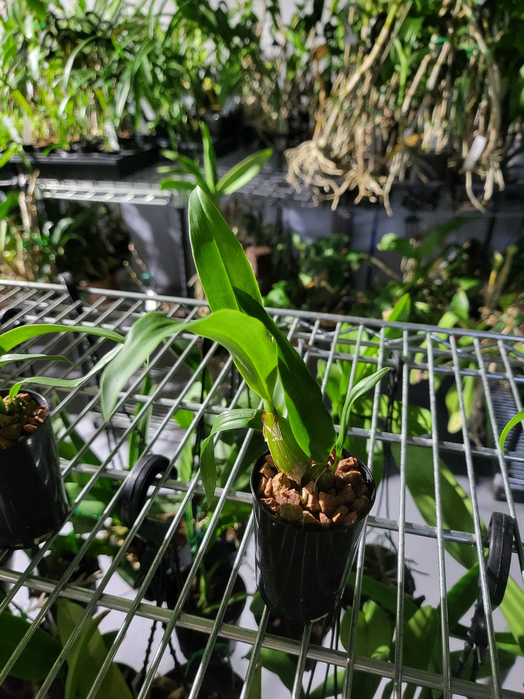 Dendrobium alexandrae (Latourea)