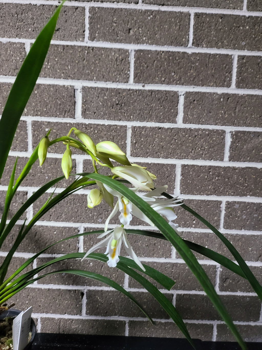 IN SPIKE! - Cymbidium mastersii (Fragrant and Rare Species)