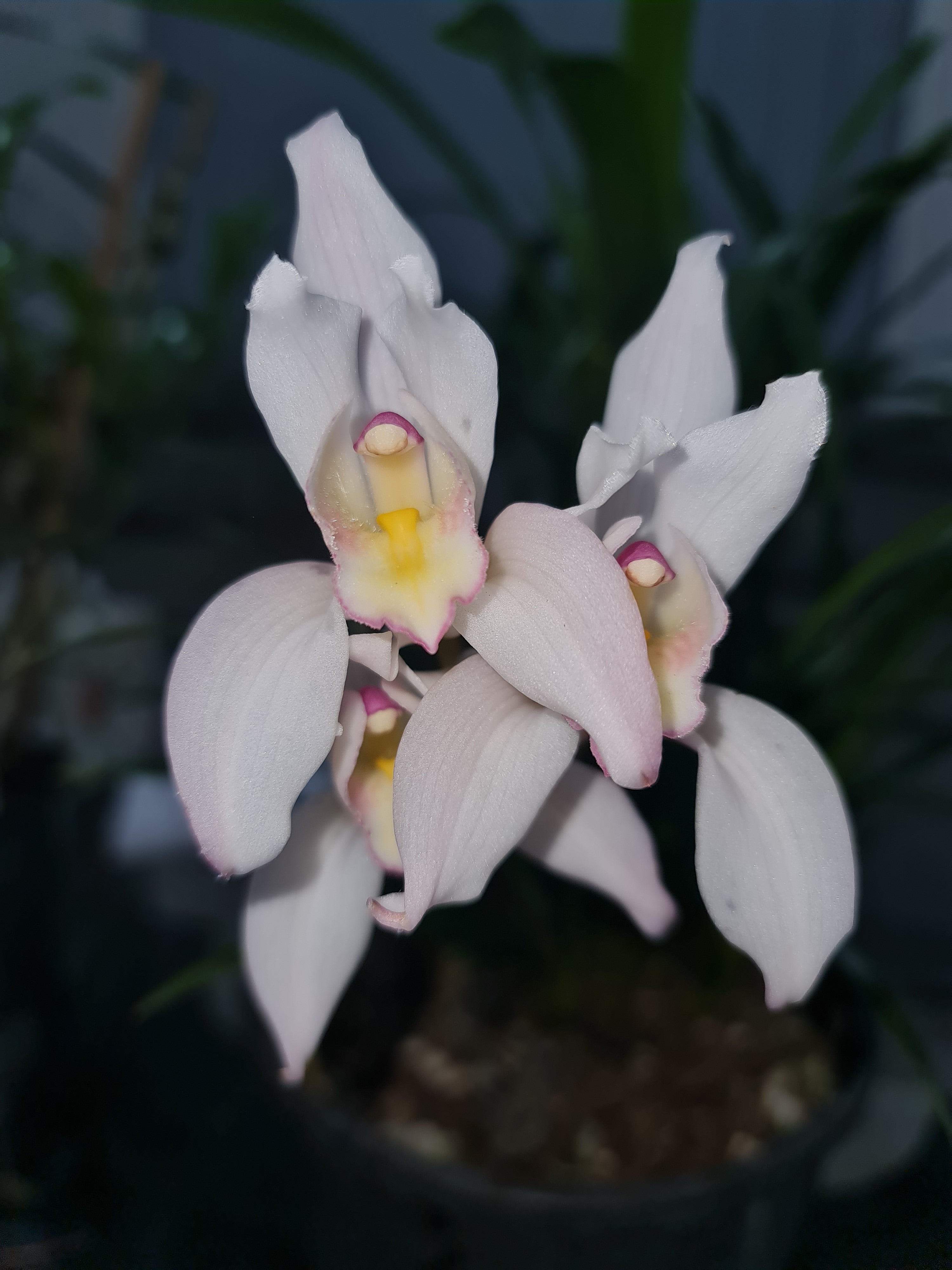 IN SPIKE! Cym. erythrostylum 2N x Cym. Master David 2N Main image