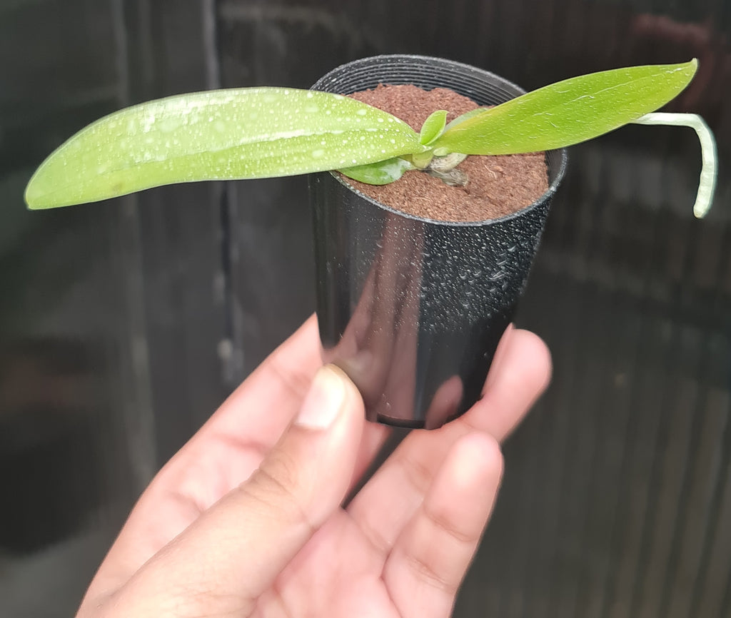 Phal. javanica f. alba x Phal. maculata f. alba