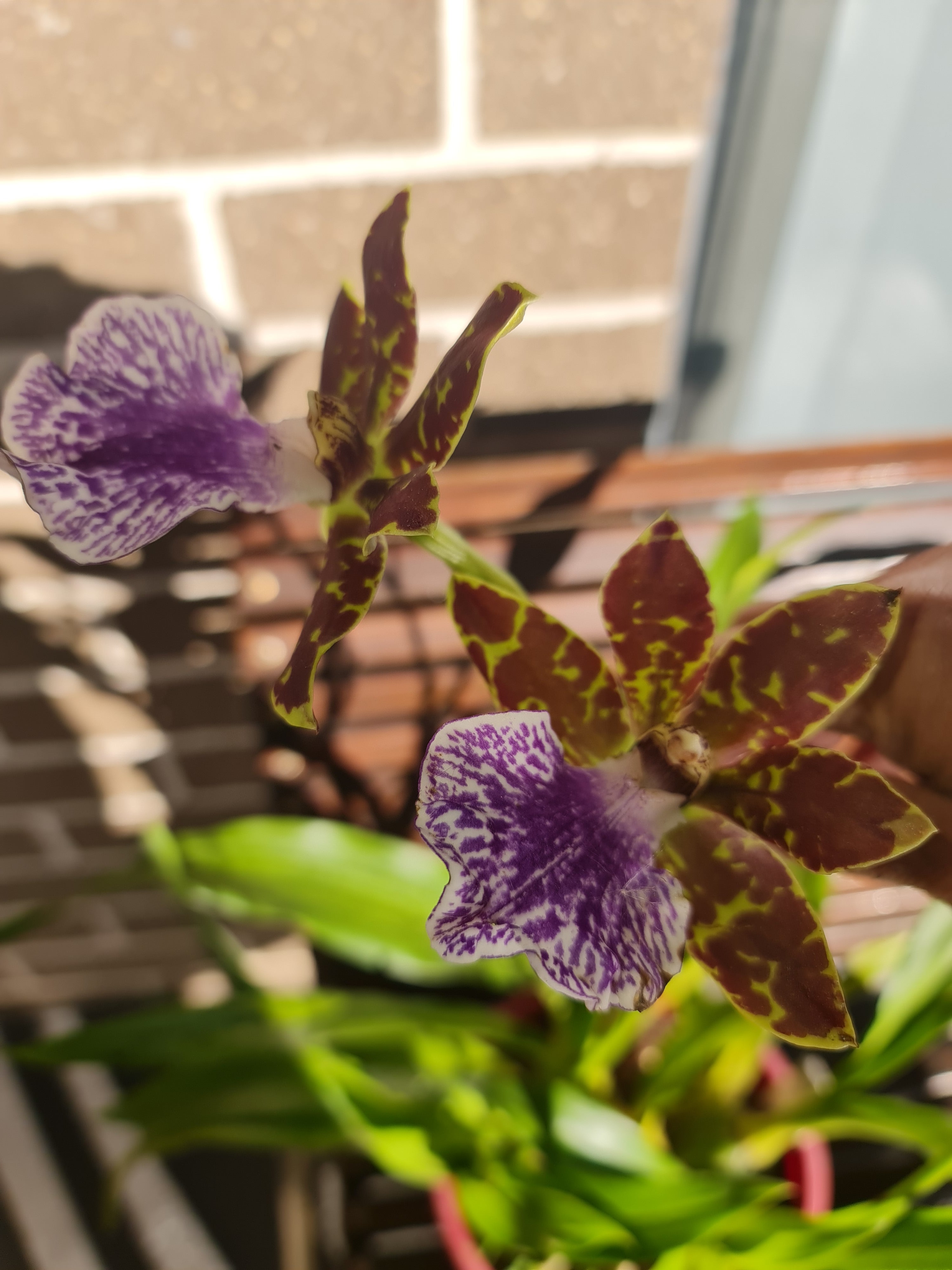 Zygopetalum mackayi Secondary image