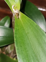 Dendrobium Hilda Poxon (Highly Fragrant)