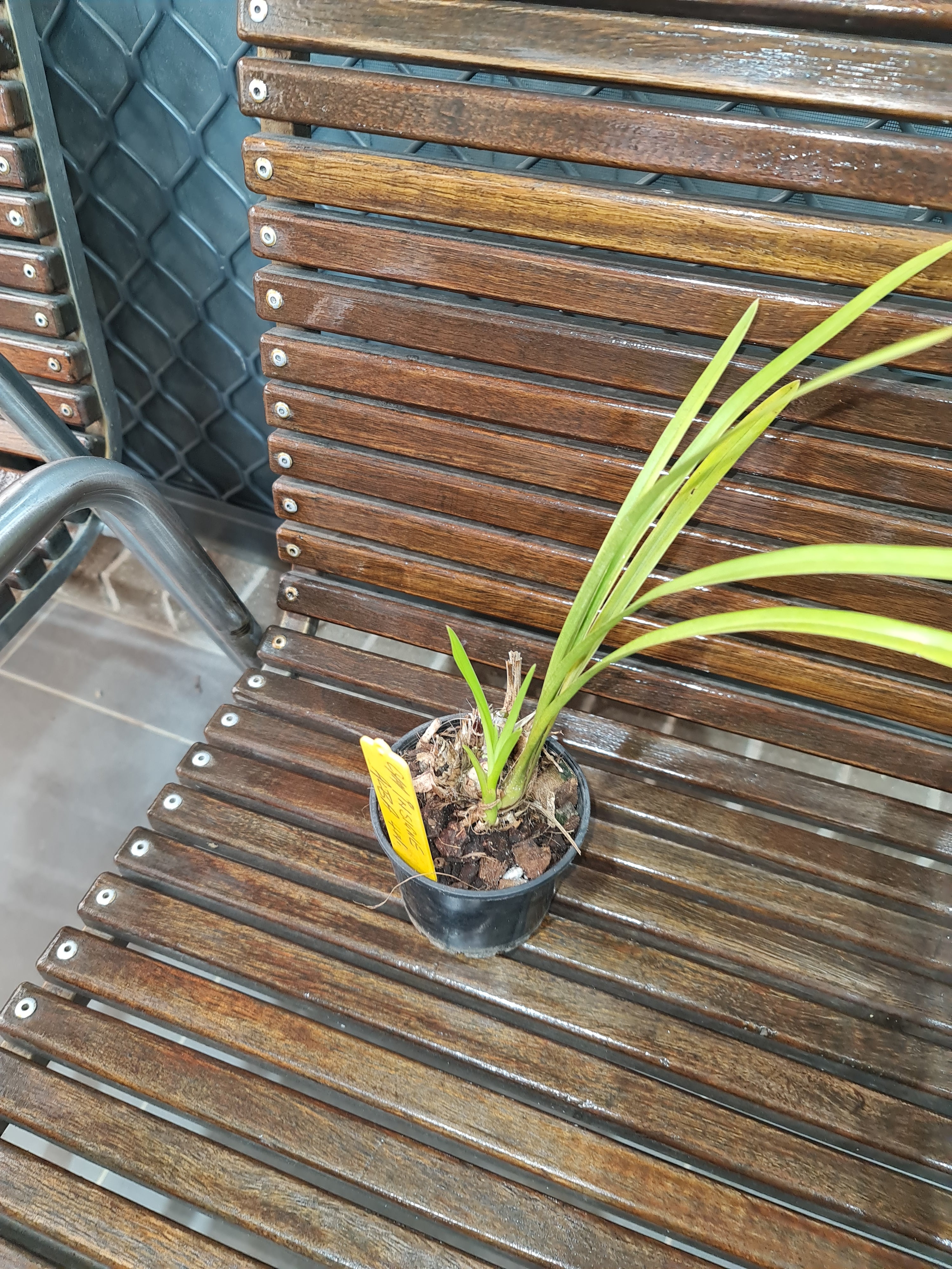 Cymbidium insigne alba 4N Secondary image