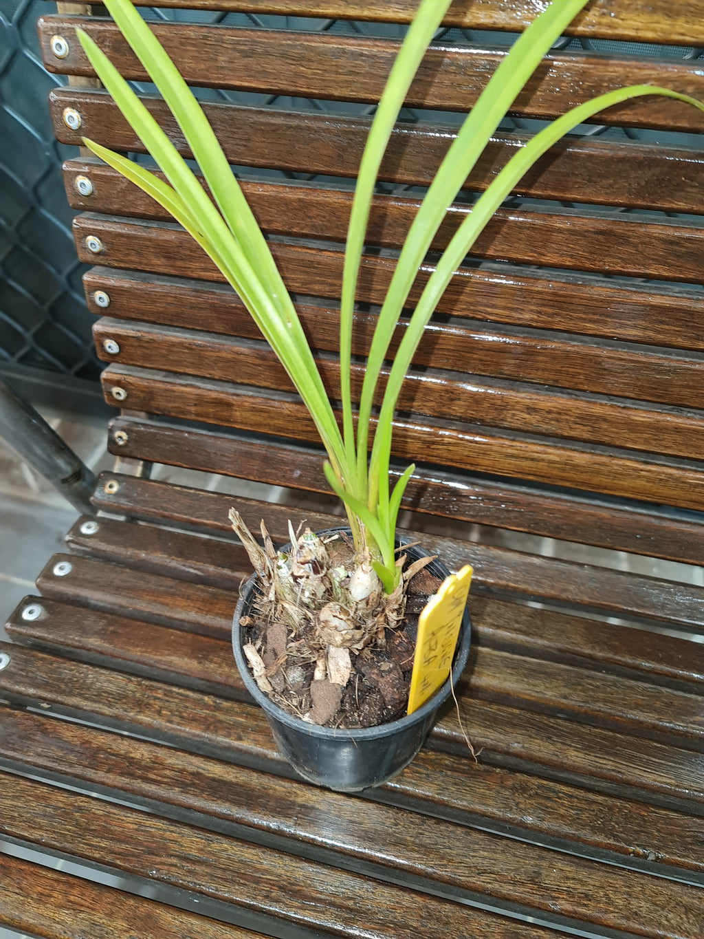 Cymbidium insigne alba 4N