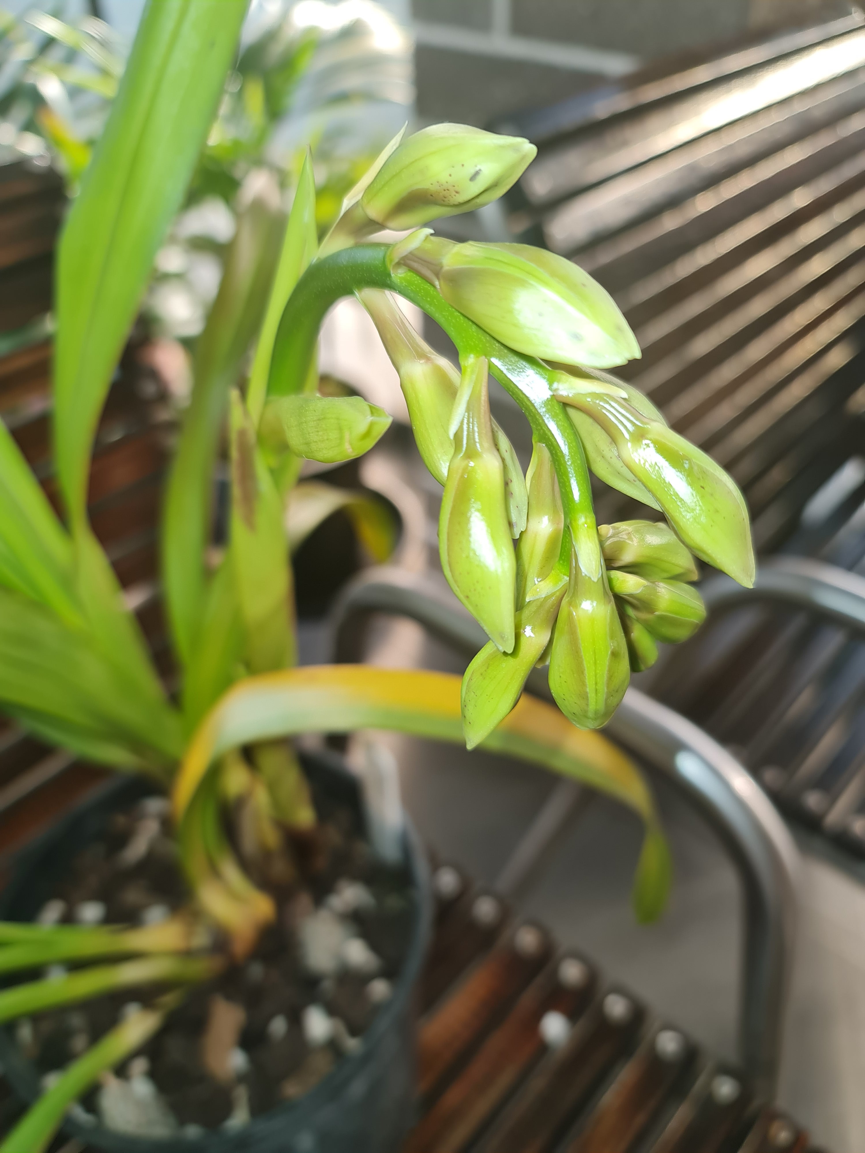 (IN BUDS NOW) Cym. Rocky Creek 'Gotcha' Secondary image