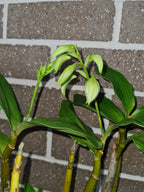 Dendrobium rigidifolium x Roy Tokunga (IN BUDS NOW)