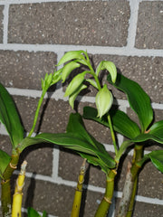 Dendrobium rigidifolium x Roy Tokunga (IN BUDS NOW)