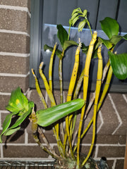 Dendrobium rigidifolium x Roy Tokunga (IN BUDS NOW)