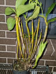 Dendrobium rigidifolium x Roy Tokunga (IN BUDS NOW)