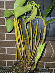 Dendrobium rigidifolium x Roy Tokunga (IN BUDS NOW)