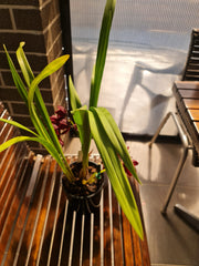 (With Two Spikes) Cymbidium Kiwi Midnight 'Geyserland' FCC/AOS