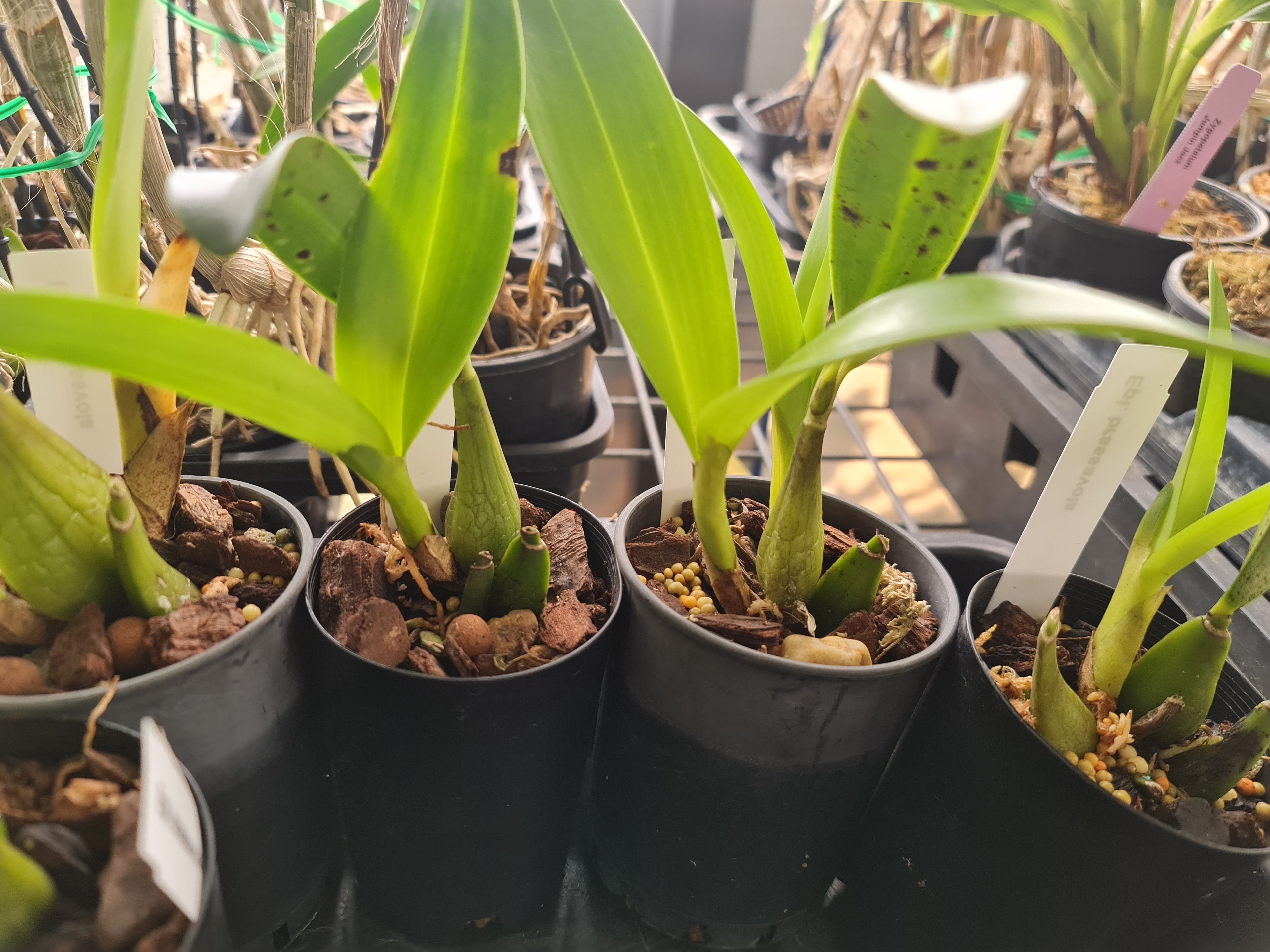 Epidendrum Brassavola (Fragrant)