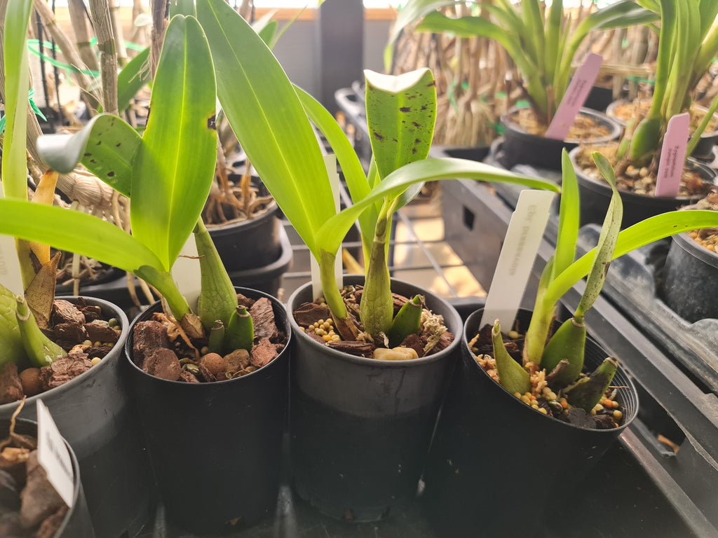 Epidendrum Brassavola (Fragrant)